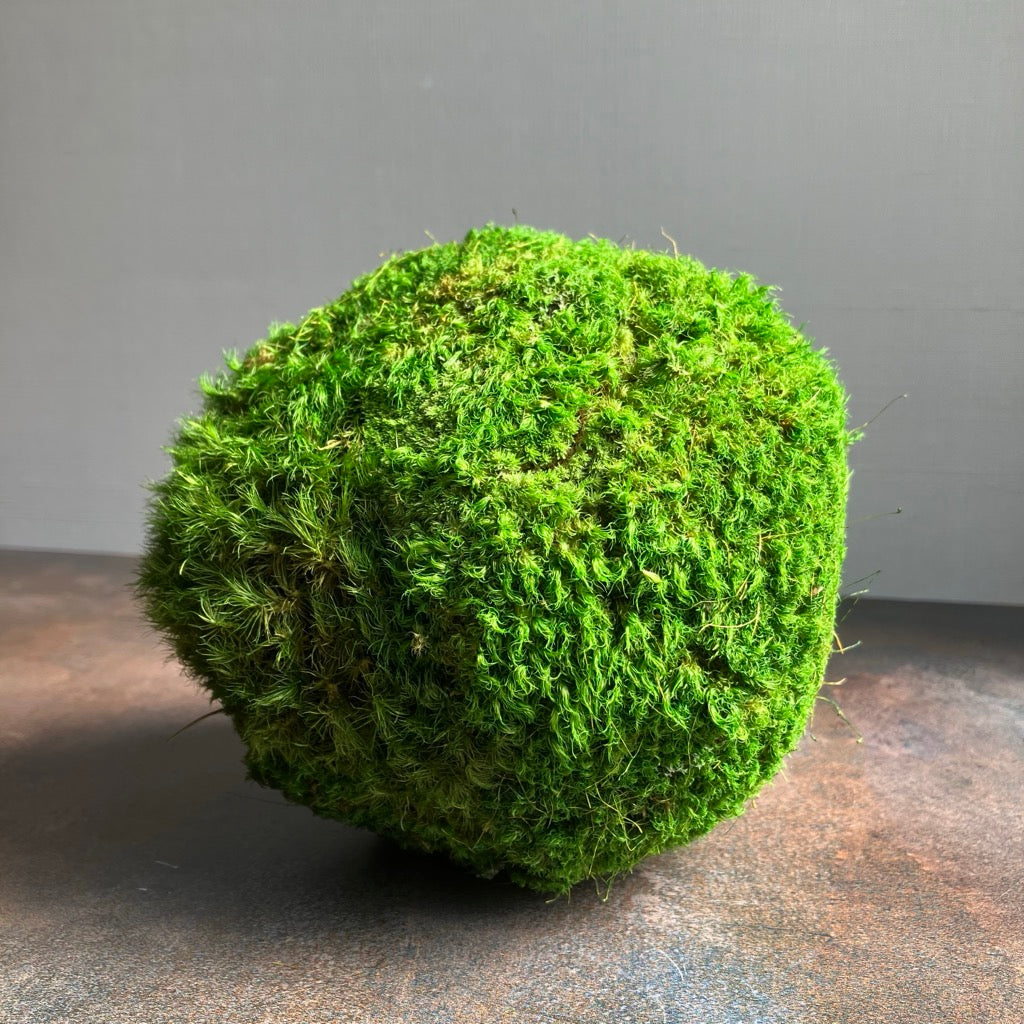 Preserved Moss Ball by Forever Green Art