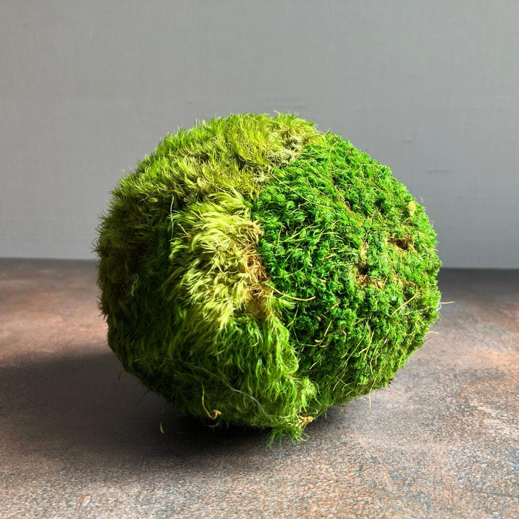 Preserved Moss Ball by Forever Green Art