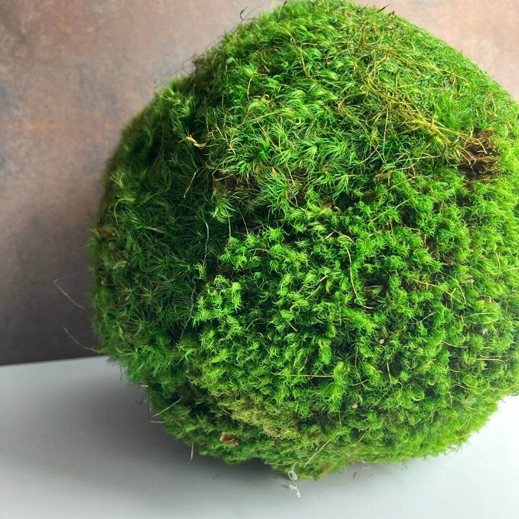 Preserved Moss Ball by Forever Green Art