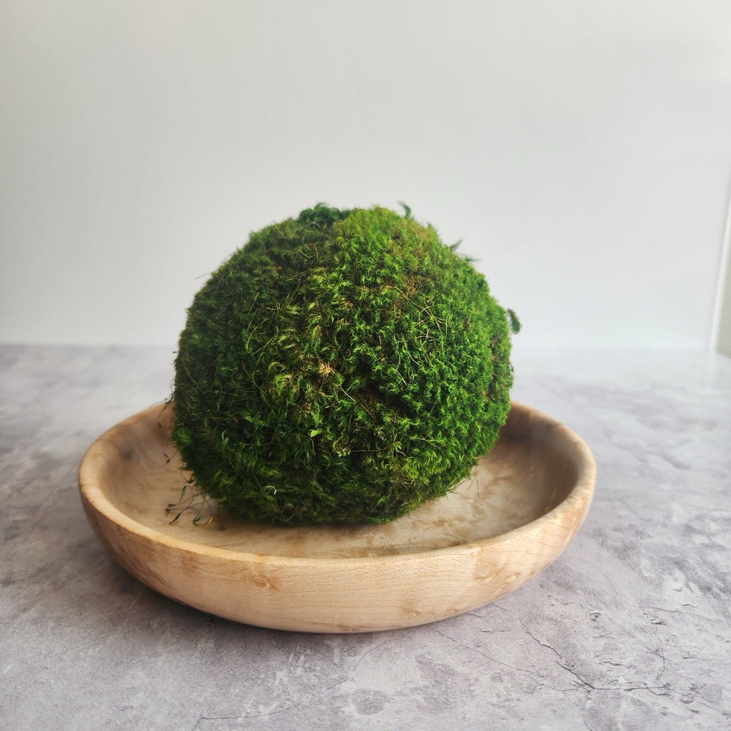 Birds Eye Maple Dish by Thom Forester