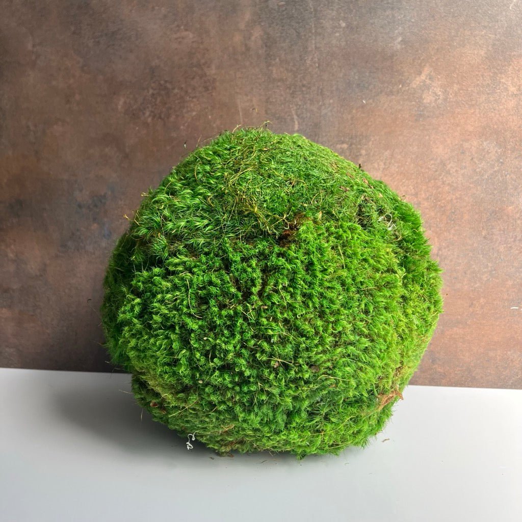 Preserved Moss Ball by Forever Green Art