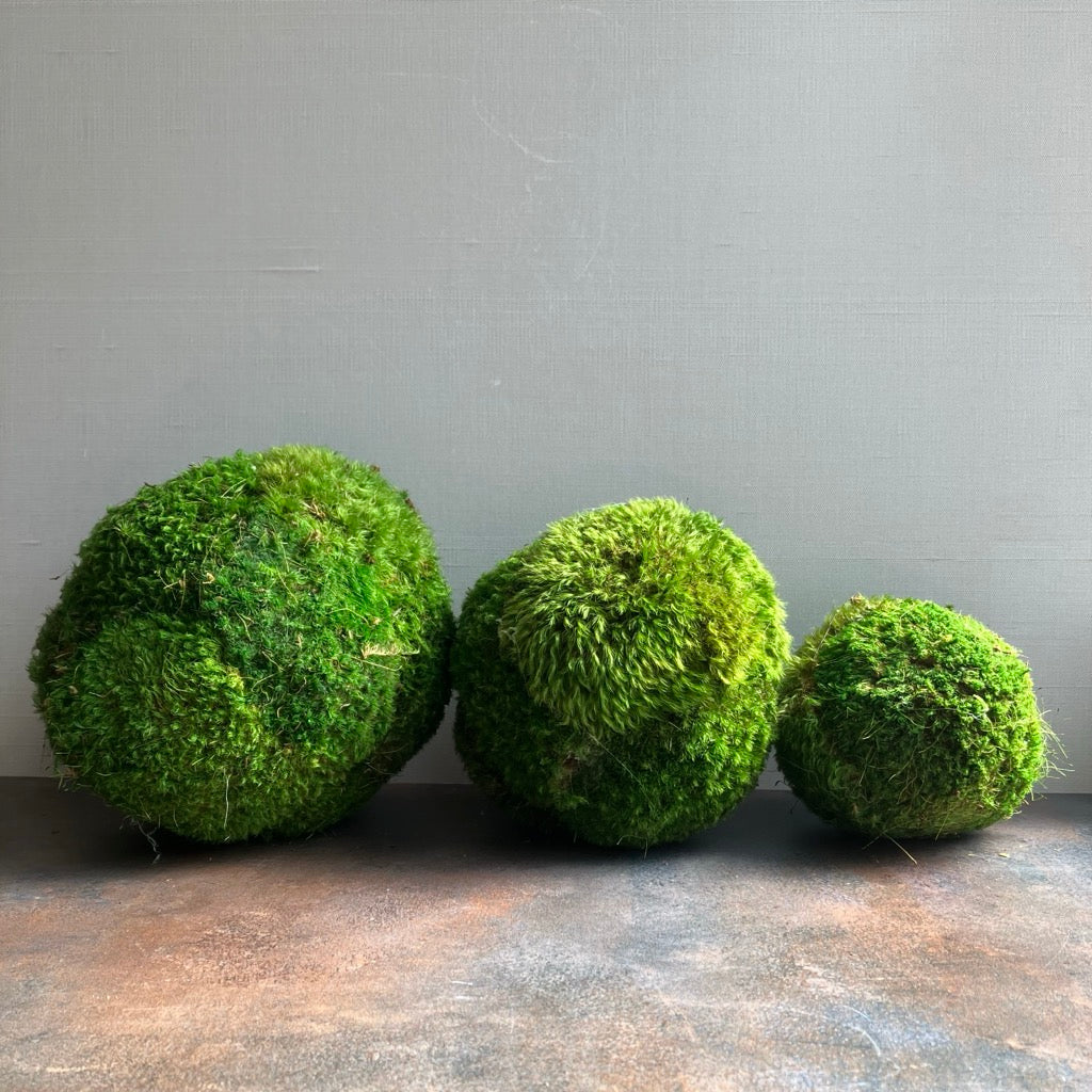 Preserved Moss Ball by Forever Green Art