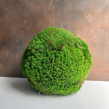 Preserved Moss Ball by Forever Green Art