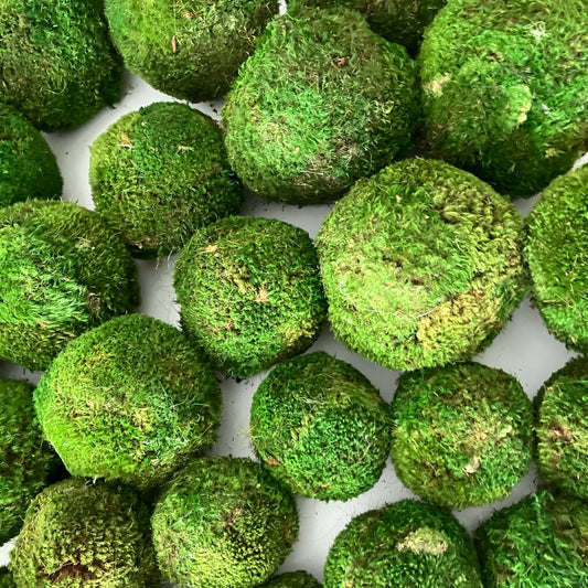 Preserved Moss Ball by Forever Green Art