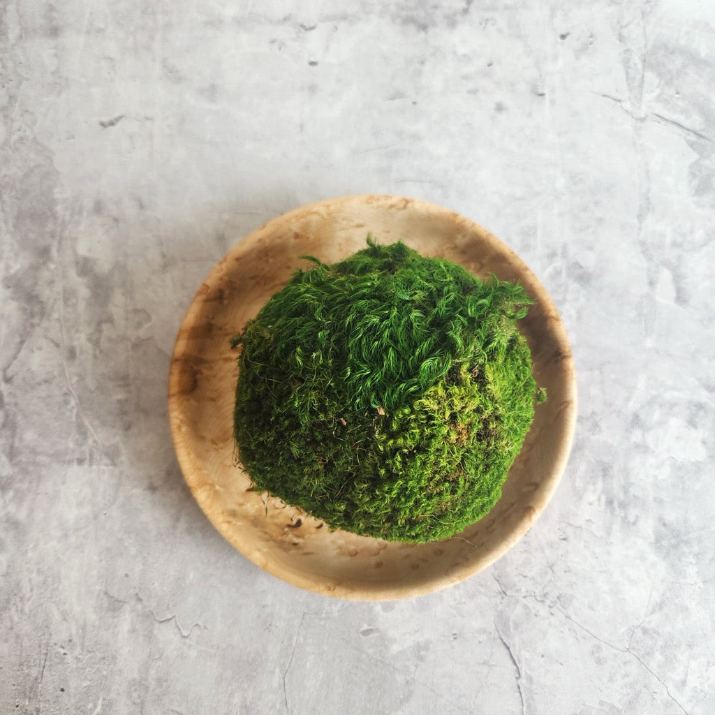 Birds Eye Maple Dish by Thom Forester